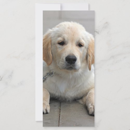 Golden Retriever puppy dog cute photo bookmark