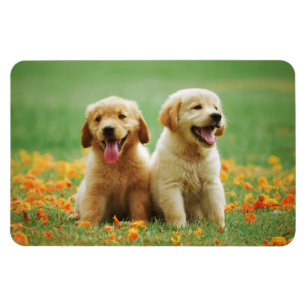 Golden Retriever puppy dog cute photo magnet