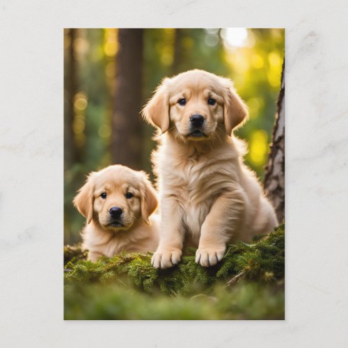Golden Retriever puppy dog cute photo  Postcard