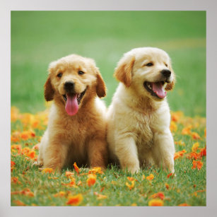 Golden Retriever puppy dog cute photo poster