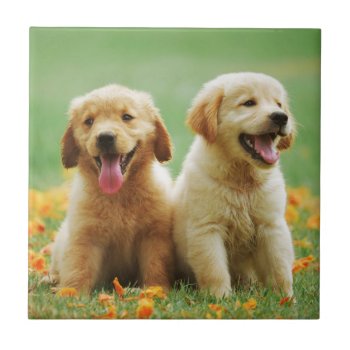 Golden Retriever Puppy Dog Cute Tile by roughcollie at Zazzle