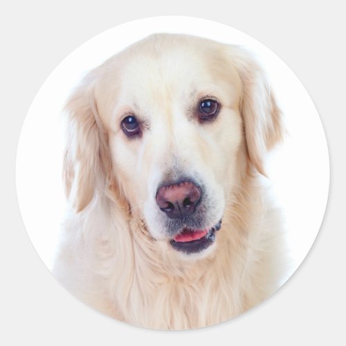 Golden Retriever Puppy Dog _ Hello Love Classic Round Sticker