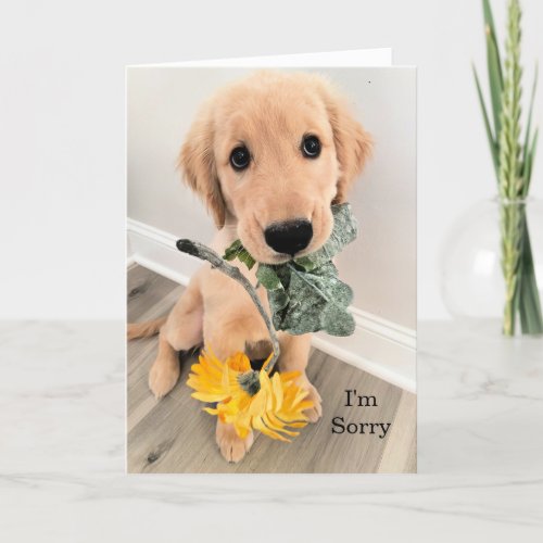 Golden Retriever Puppy Dog Im Sorry Apology Card