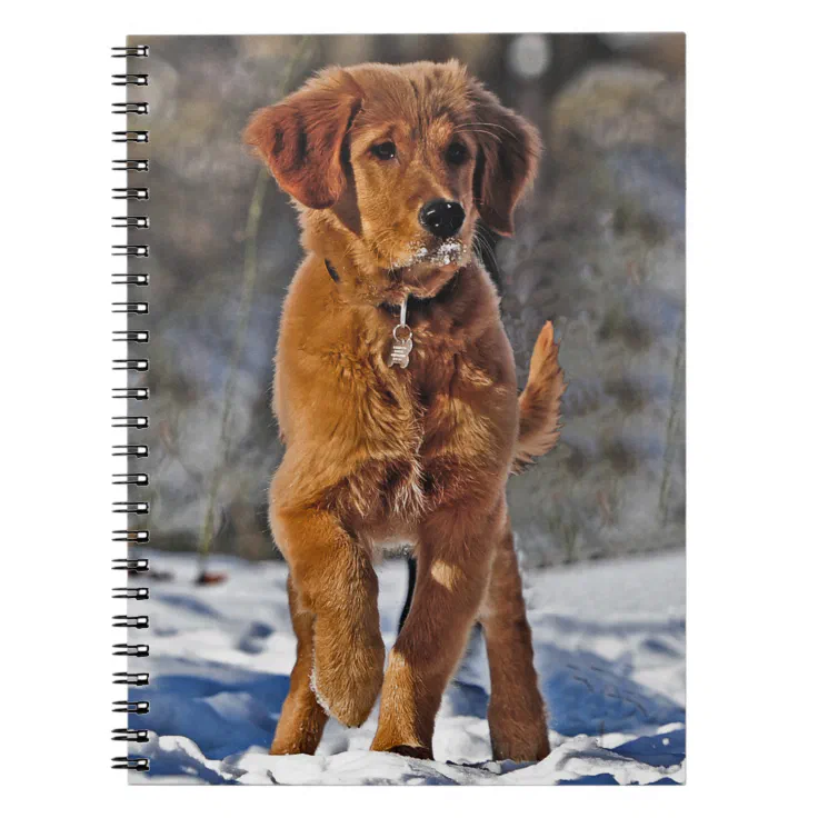 Golden Retriever Puppy Dog In The Snow Notebook Zazzle