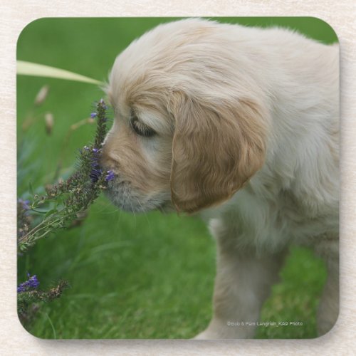 Golden Retriever Puppy Drink Coaster