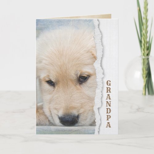 golden retriever puppy for Grandpa Card