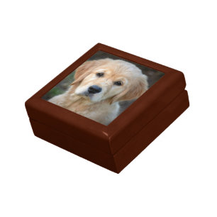 Golden Retriever Puppy Gift Box