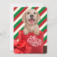 Golden Retriever Puppy Gift Box Red Green Stripe