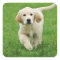 Golden retriever puppy