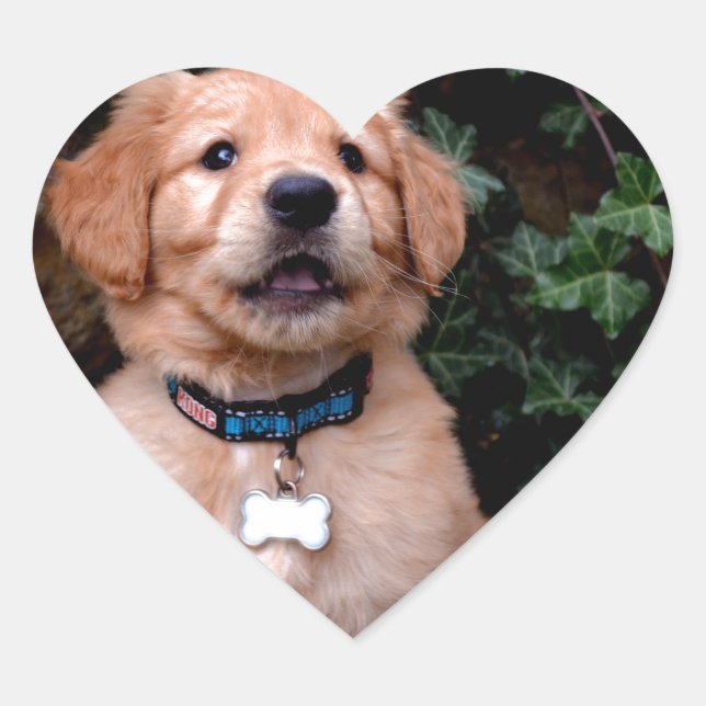 Golden Retriever Puppy Heart Sticker (Front)