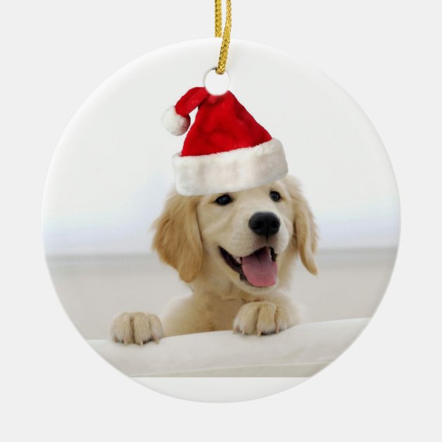 christmas golden retriever puppies