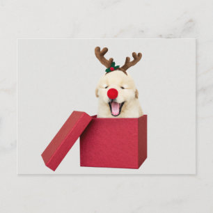 Golden retriever puppy in a red christmas gift box postcard