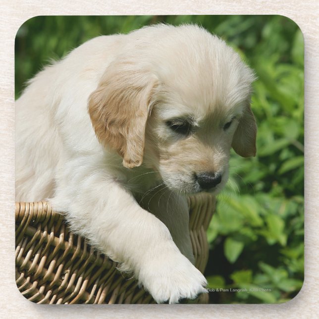 Golden Retriever Puppy in Basket Drink Coaster (Front)
