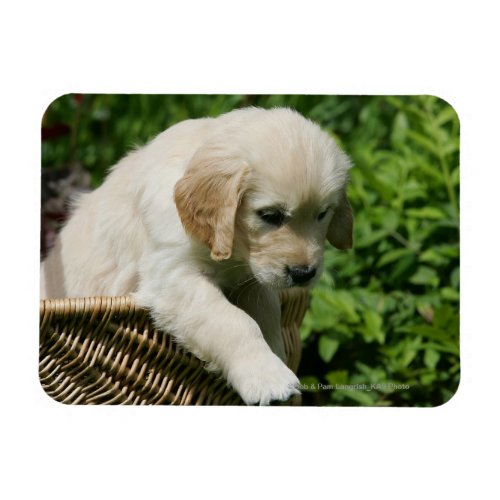 Golden Retriever Puppy in Basket Magnet