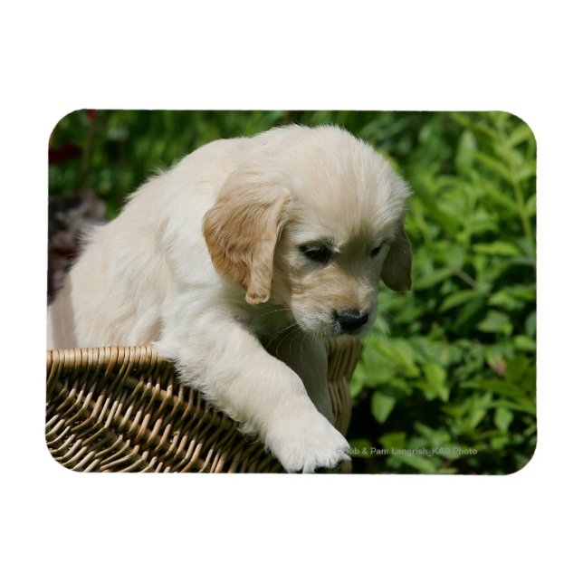 Golden Retriever Puppy in Basket Magnet (Horizontal)