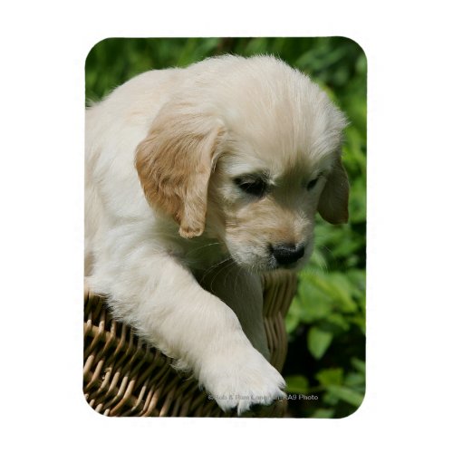 Golden Retriever Puppy in Basket Magnet