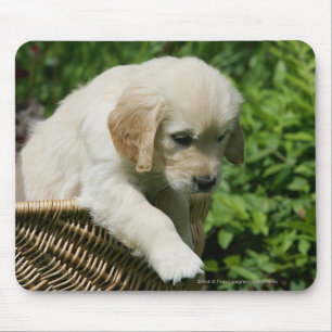 Golden Retriever Puppy in Basket Mouse Pad