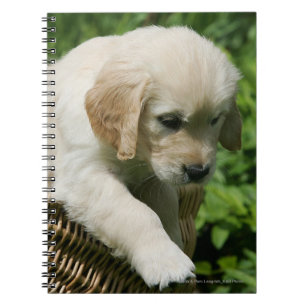 Golden Retriever Puppy in Basket Notebook