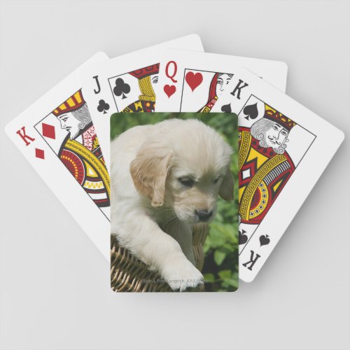 Golden Retriever Puppy in Basket Playing Cards