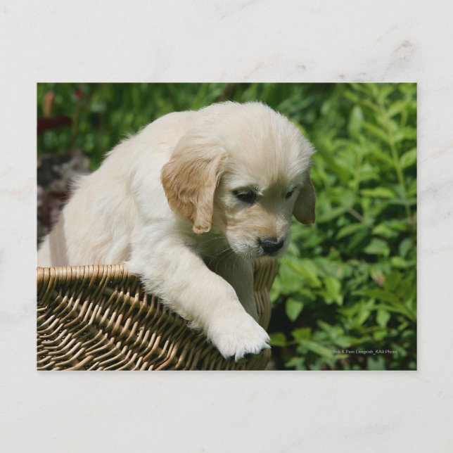 Golden Retriever Puppy in Basket Postcard (Front)