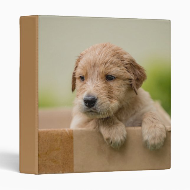 Golden Retriever Puppy in Box 3 Ring Binder (Front/Spine)