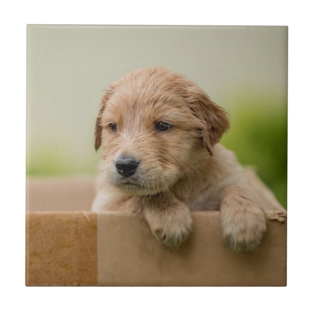 Golden Retriever Puppy in Box Ceramic Tile (Front)