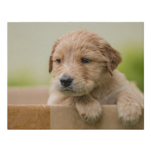 Golden Retriever Puppy in Box Faux Canvas Print