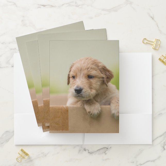Golden Retriever Puppy in Box Pocket Folder (In Situ)