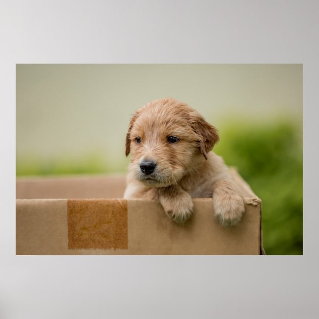 Golden Retriever Puppy in Box Poster (Front)