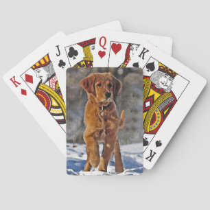 Golden Retriever Puppy in the snow Poker Cards