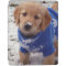 Golden Retriever Puppy