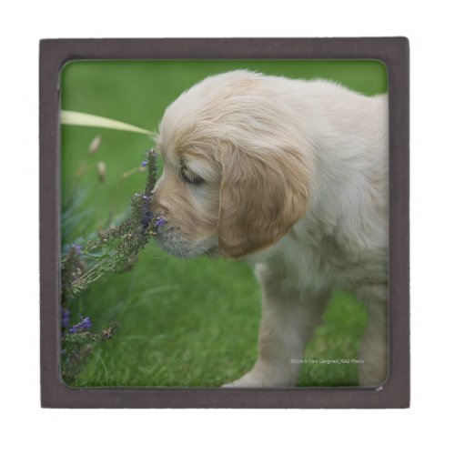 Golden Retriever Puppy Jewelry Box