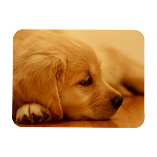 Golden Retriever Puppy Magnet