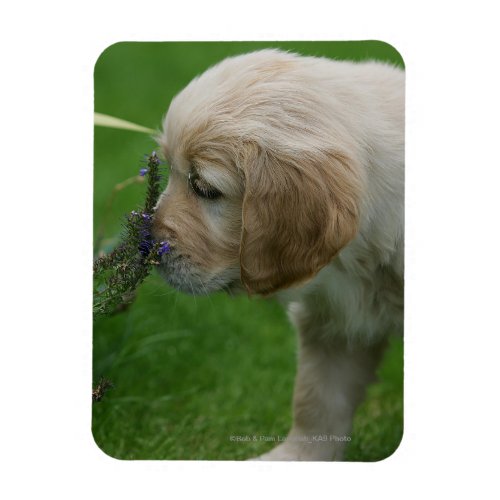 Golden Retriever Puppy Magnet