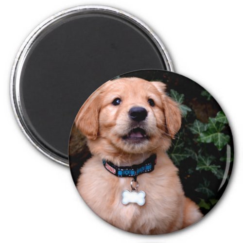 Golden Retriever Puppy Magnet