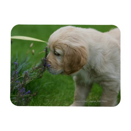 Golden Retriever Puppy Magnet