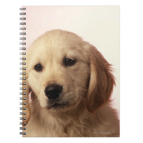 Golden retriever puppy notebook