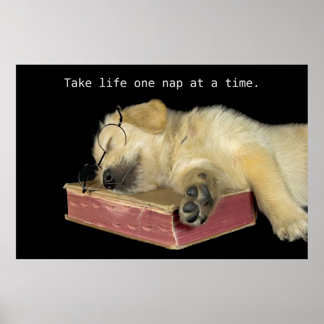 Golden Retriever Puppy on book Poster (Front)