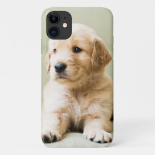 Golden Retriever Puppy on Couch iPhone 11 Case