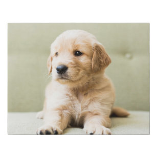 Golden Retriever Puppy – beautiful poster wall art – Photowall