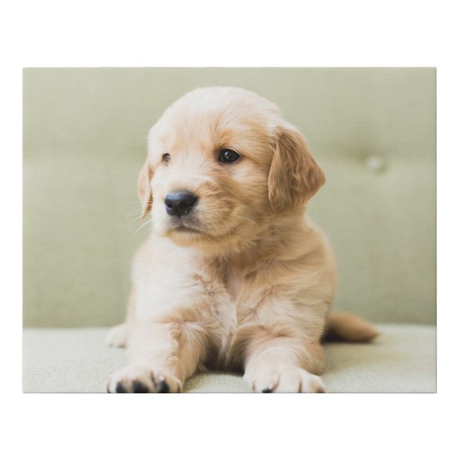 Golden Retriever Puppy on Couch Faux Canvas Print (Front)