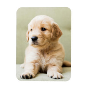 Golden Retriever Puppy on Couch Magnet