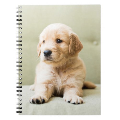 Golden Retriever Puppy on Couch Notebook