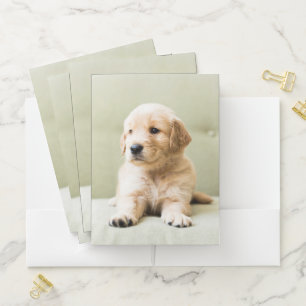 Golden Retriever Puppy on Couch Pocket Folder