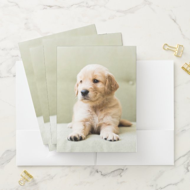 Golden Retriever Puppy on Couch Pocket Folder (In Situ)