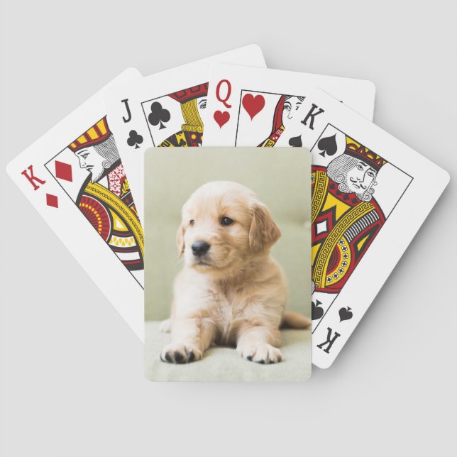 Golden Retriever Puppy on Couch Poker Cards (Back)