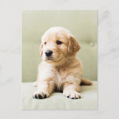 Golden Retriever Puppy on Couch Postcard