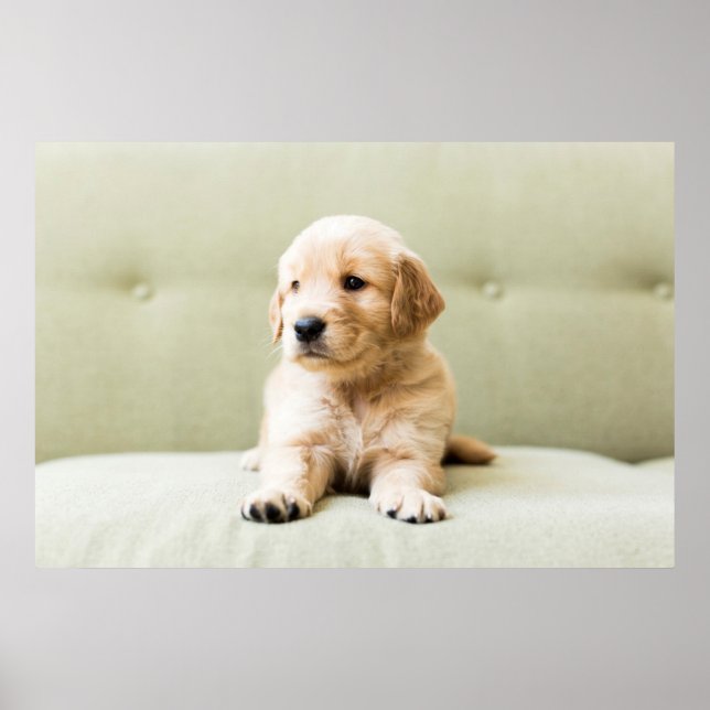 Golden Retriever Puppy on Couch Poster (Front)