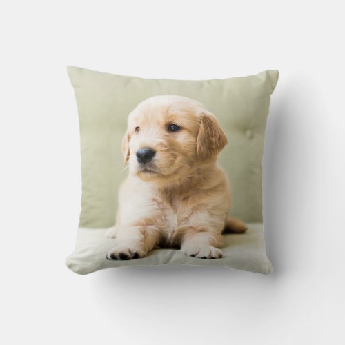 Golden Retriever Puppy on Couch Throw Pillow