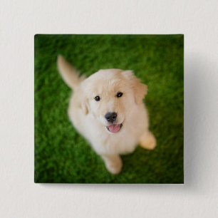 Golden Retriever Puppy on Grass Button